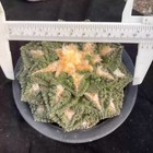 Ariocarpus Retusus Wart Form Raresucculent Cactus Plant  Seedgrowth Wysiwyg