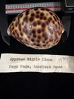Cypraea Tigris 68 3mm American Samoa 1970s  e037 