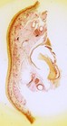 Oversized Antique Microscope Slides - Skin Of Fangar Hum 