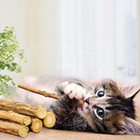 25pc Natural Silvervine Sticks Cat Toys Matatabi Catnip Chew Teeth Cleaning 25pk