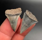Rare Lower upper Pair Great White Shark Teeth Nc Fossils