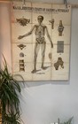 Antique W   Ak Johnson Anatomy Chart Circa 1903 Ligaments Physiology