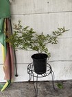 Peggy Martin Climbing Rose Live Plant 2   3 Ft 1 Gallon Hardy Fast Growing