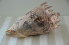 Specimen Cymbiola Imperialis - 187 Mm - Siasi Island  Sulu Archipelago
