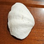 Large White Clam Shell  Collectible 5in Decorative Shell