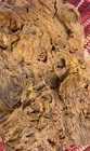 Exquisite  25  Petrified Burl Fossil Wood stunning Detail lg Knot rare Specimen