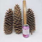 Multi Pack Sugar Pine Cones For Crafts And Decorations  10-12 Inches  Christmas