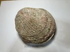 Crassedoma Giganteum  Rock Scallop  Collected In Se Alaska Near Ketchikan Alaska