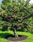 American Plum Tree Seeds  prunus Americana  Fast Fruit Flower Plant Hardy-zone 3