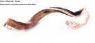 Kudu Horn Yemenite Shofar 41   104cm  Judaica  Israel New Best Price From Israel