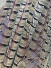 Wild Rooster Ringneck Pheasant Tail Feather Clump Wall Display Art On A Feather
