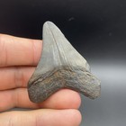 Megalodon Shark Tooth Authentic 2 35    Fossil No Repairs