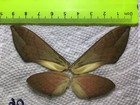 Lpsp  06  A   A    Sphingidae  Moths