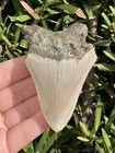 Natural Beautiful 3 02    Megalodon Tooth Fossil Shark Teeth