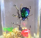 44mm Real Green Blue Japanese Scarab Fruit Beetle On Star Flower In Clear Lucite
