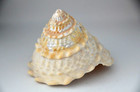 Scarce Unpolished Specimen Megastraea Undosa - 92 7 Mm - California