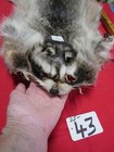 Tanned Raccoon Pelt With Feet Claws Winter Hide Skin Animal Fur Good Leather