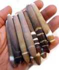 Set Of 24 Sea Urchin Spines  2-3   All Natural Top Quality Wind Chime Coastal