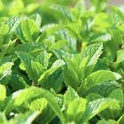 Peppermint Seeds   Herb- organic   Free Shipping