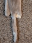 Rare Lavender Ranch Mink Fresh Tanned Hide Super Soft  Leather Craft Pelt Fur 