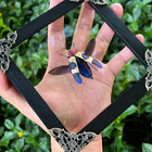 Beetle Taxidermy Display Real Insect Decor Framed Bug Lover Gift Art Collection