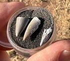     rr        3 Triassic Teeth In Case  Pre-dino Fossils  Ne Az      