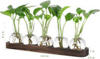 Plant Propagation Stations glass Propagation Vases For Plants Terrarium With Woo