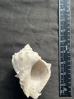 4 1 2 In Pleistocene Fossil Crown Conch Shell Sarasota Florida 
