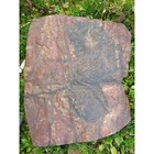 Crinoid Fossil Crinoid