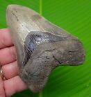4 40      Megalodon Shark Tooth Real Fossil Serrated Sharks Teeth  No Restoration