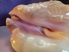 8    Queen Conch Shell Natural Pink Beige Blow Horn Clean Large No Holes