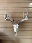 Whitetail Deer European Mounts