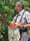 Fruit Picking Bag  Citrus  Apples    Vegetables  Oh Amish Made