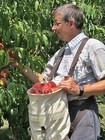 Harvesting Bag Citrus  Apples    Vegetables Oh Amish Made