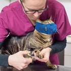 3 Pieces Cat Muzzles Breathable Mesh Muzzles Cat Grooming Restraint Bags With   