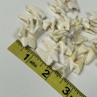 Lot Of 20 Real Coyote Molars Teeth Taxidermy Art Weird Odd Project Unqiue   1682