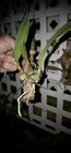 Encyclia Moebusii Very Hard To Find Species Bs Recently Mounted Larger 