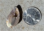 Titanium Aura Druzy Fossilized Tulip Shell W  Fantastic Sparkles  Rainbow Colors