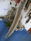 Bull Snake Skin Snake Hide Dry Tanned Bow Wrap Blanks Snake Art Nice 53 In  X1