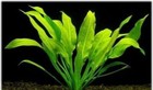 Echinodorus Bleheri Beginner Live Aquarium Plants Buy2get1free