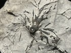 Crinoid-unprepared Waldron Eucalyptocrinites Holdfast From Indiana-fossils