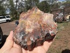       rr        Top Quality Arizona Rainbow Petrified Wood 1 75 Lb     