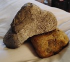 Two Fossilized Coral Specimens  Natural Rock With Honeycomb And Porous Structure