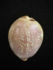 Antique Hand Carved Cowrie Shell    sunday Well Spent Brings A Week Of Content   