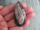 New Natural Orthoceras Cephalopod Fossil Specimen--2 25 
