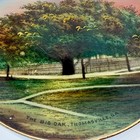 Thomasville Big Oak Ga Georgia Antique Souvenir China Trinket Dish Plate