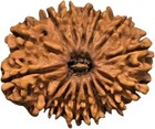 Natural Original Rudraksh 17 Mukhi Rudraksha Nepal Rudraksha 31mm Lab Certified