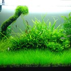 10g Live Aquarium Plant Seeds Glossostigma Leaf Carpet Aquatic Fish Tank Decors