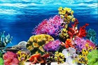 Durable Pvc Fish Tank Background - Adjustable For 10  20  30 Gallon Aquariums