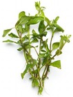 Water Wisteria Easy Beginner Live Freshwater Aquarium Plants   Buy 2 Get 1 Free